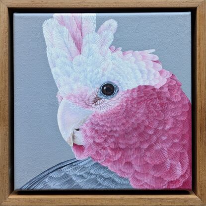 A square framed painting of an Australian pink and grey Galah with a grey background.  Frame is made from natural blackwood.  This is a close up side profile portrait.