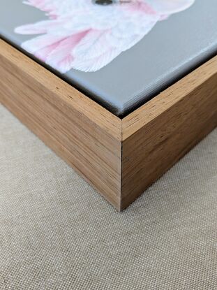 A square framed painting of an Australian pink and grey Galah with a grey background.  Frame is made from natural blackwood.  This is a close up side profile portrait.