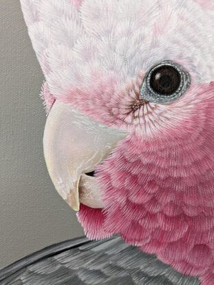 A square framed painting of an Australian pink and grey Galah with a grey background.  Frame is made from natural blackwood.  This is a close up side profile portrait.