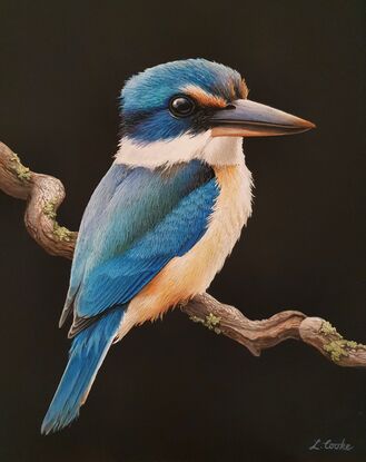 A kingfisher on a branch against a black background.