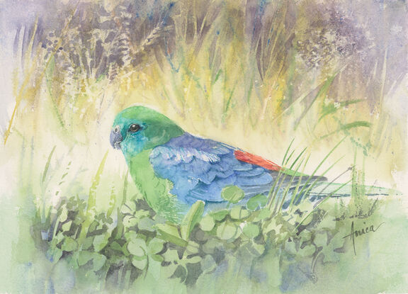 A green turquoise parrot enjoying its natural environment in grass and clover.