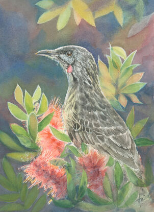 A Red Wattlebird perched in crimson bottlebrush and foliage with hints of backlghting on a darkish watercolour abstract background.