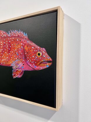 Leopard Coral Grouper