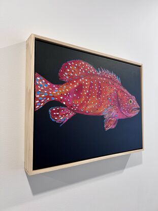 Leopard Coral Grouper