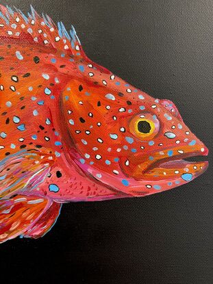 Leopard Coral Grouper