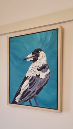 A close up of a magpie in profile as it looks over its wing into the distance.