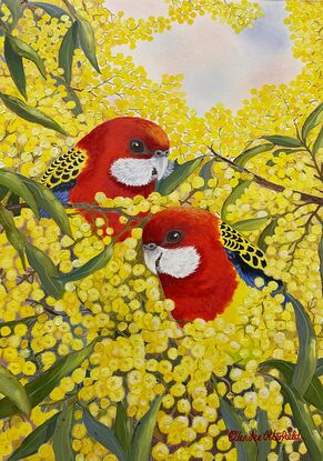 Two Eastern Rosellas with their brightly coloured feathers of red and yellow predominantly, are almost hidden amongst the brighly coloured yellow blossoms of the Golden Wattle. Some green leaves poke their way through the blossoms randomly. A patch of blue and pink clouds can be seen in the sky above the birds.