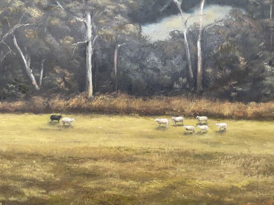 Flock of sheep in the foreground of a dramatic Australian landscape dense with gum trees.