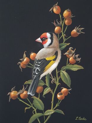 A brown, black and gold finch surrounded by rose hips and foliage, on a black background.