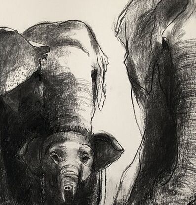 Drawing of a group of elephants looking after a baby one.