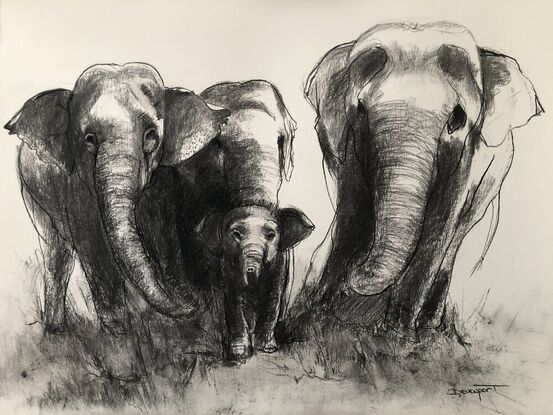 Drawing of a group of elephants looking after a baby one.