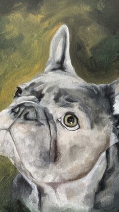 Grey french bulldog portrait