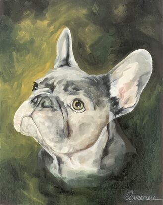 Grey french bulldog portrait