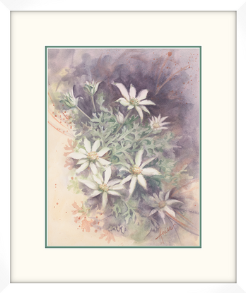 Watercolour painting of Flannel Flowers looking at them from above