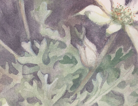 Watercolour painting of Flannel Flowers looking at them from above