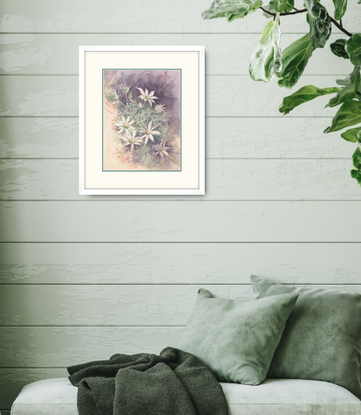 Watercolour painting of Flannel Flowers looking at them from above