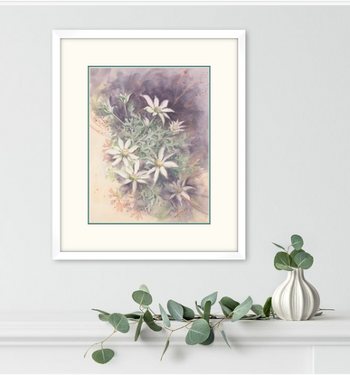 Watercolour painting of Flannel Flowers looking at them from above