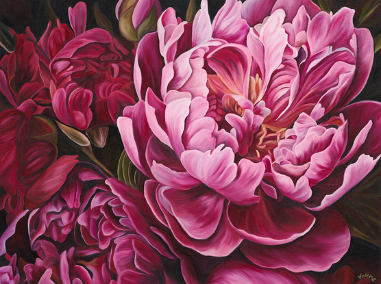 Close up of a variety of peonies, predominantly in deep pink hues.