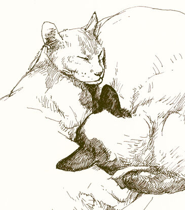 Fine pen and black ink drawing on paper, of two loving cats, drawn from life. They are curled around each other, sleeping. Chang - half Siamese, half Burmese. Chinky, half Siamese, half Abyssinian.