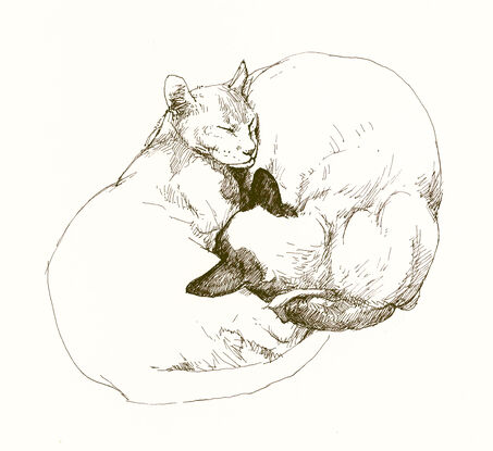 Fine pen and black ink drawing on paper, of two loving cats, drawn from life. They are curled around each other, sleeping. Chang - half Siamese, half Burmese. Chinky, half Siamese, half Abyssinian.