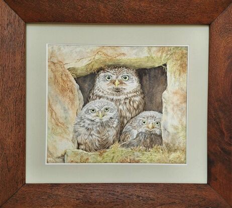 A mother owl with her two babies staring out of their cosy niche amongst rocks and bracken.