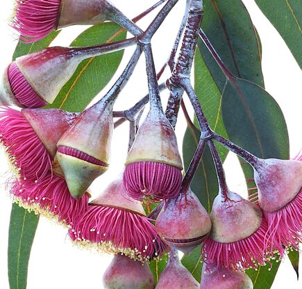 Pink Eucalyptus flowers on a black background
Gungurru flowers - Gum blossoms artwork - Australian floral wall art - Still life flower photography print by Nadia Culph