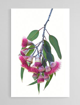 Pink Eucalyptus flowers on a black background
Gungurru flowers - Gum blossoms artwork - Australian floral wall art - Still life flower photography print by Nadia Culph