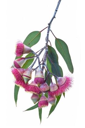 Pink Eucalyptus flowers on a black background
Gungurru flowers - Gum blossoms artwork - Australian floral wall art - Still life flower photography print by Nadia Culph