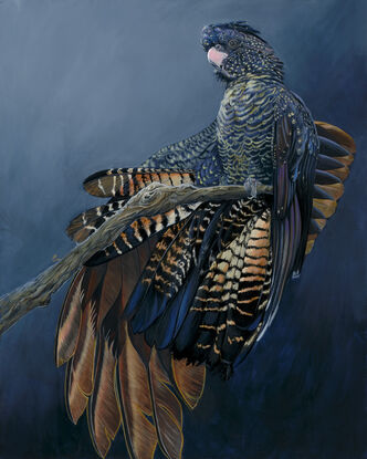 This is an original acrylic painting of female red tailed black cockatoo portrait. The painting is extremely detailed and realistic with enhanced reflections on the feathers and beautiful glorious crest. Also special attention is paid to the eye and the beak of the bird. The background of the painting is vignetted for a special portraiture classical effect and is painted elegantly with Paynes grey colour.