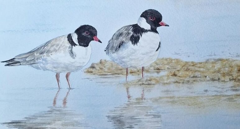 Two Hooded Plovers standing in the waters edge at the beach 