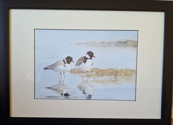 Two Hooded Plovers standing in the waters edge at the beach 