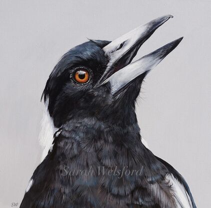 This  fine art print is of an Original painting of an ‘up close’ acrylic realism painting of an Australian Magpie.