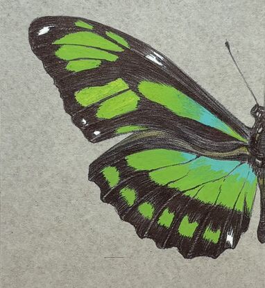 green butterfly