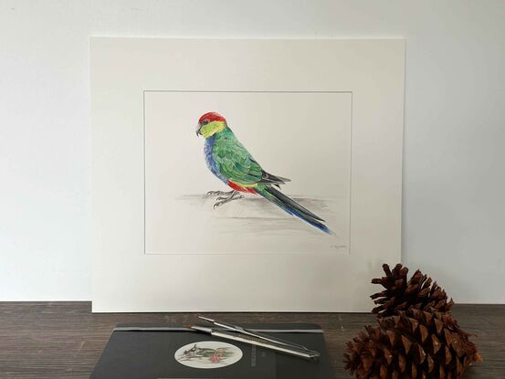 Red- capped Parrot sat at a birdbath