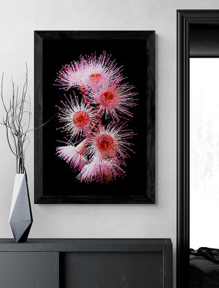 Pink Eucalyptus flowers on a black background
Pink Flowering Eucalyptus Flowers - Australian botanical photography print by nadia culph