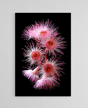 Pink Eucalyptus flowers on a black background
Pink Flowering Eucalyptus Flowers - Australian botanical photography print by nadia culph