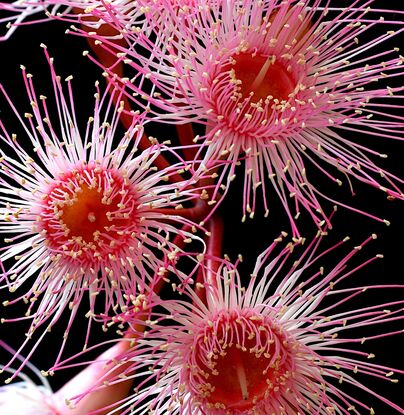 Pink Eucalyptus flowers on a black background
Pink Flowering Eucalyptus Flowers - Australian botanical photography print by nadia culph