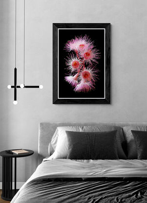 Pink Eucalyptus flowers on a black background
Pink Flowering Eucalyptus Flowers - Australian botanical photography print by nadia culph