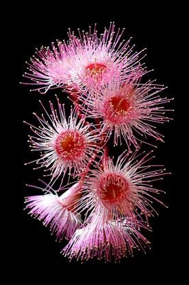 Pink Eucalyptus flowers on a black background
Pink Flowering Eucalyptus Flowers - Australian botanical photography print by nadia culph