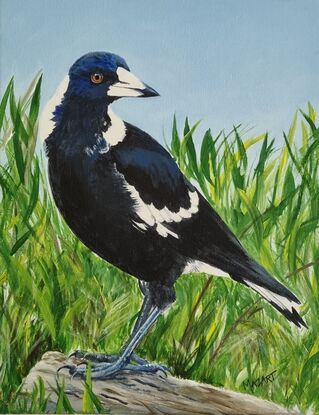 An Australian Magpie