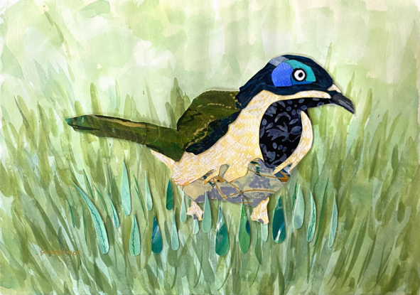 Collage honeyeater bird on green grass background