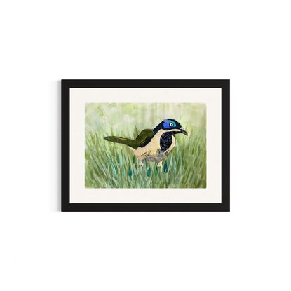 Collage honeyeater bird on green grass background