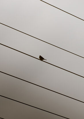 bird on lines