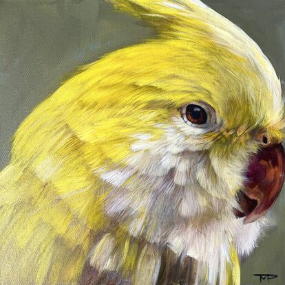 Yellow Cockatiel/parrot