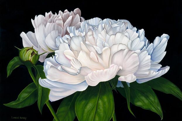 Two white Peonies on a black background