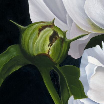 Two white Peonies on a black background