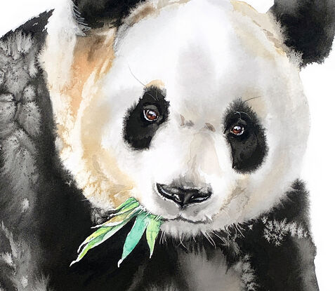 Panda munching bamboo