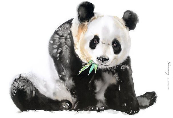 Panda munching bamboo