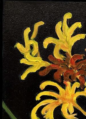 Kangaroo Paws set on a black back ground.  Composition is only showing the flowers on the plant and a few leaves.  The bright yellow used has created a visual impact.