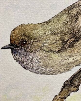 A small brown bird with tinges of green, and reddish eyes, sits on a single branch